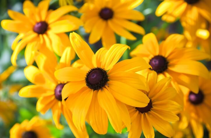 flowers for alberta's climate and growing conditions