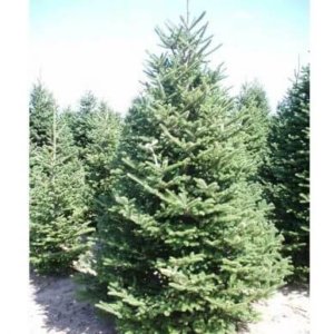 Fraser Fir at Landscape Plus in Strathmore 2021