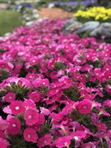 flowers in alberta