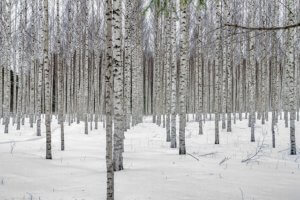 birch tree in winter landscape plus