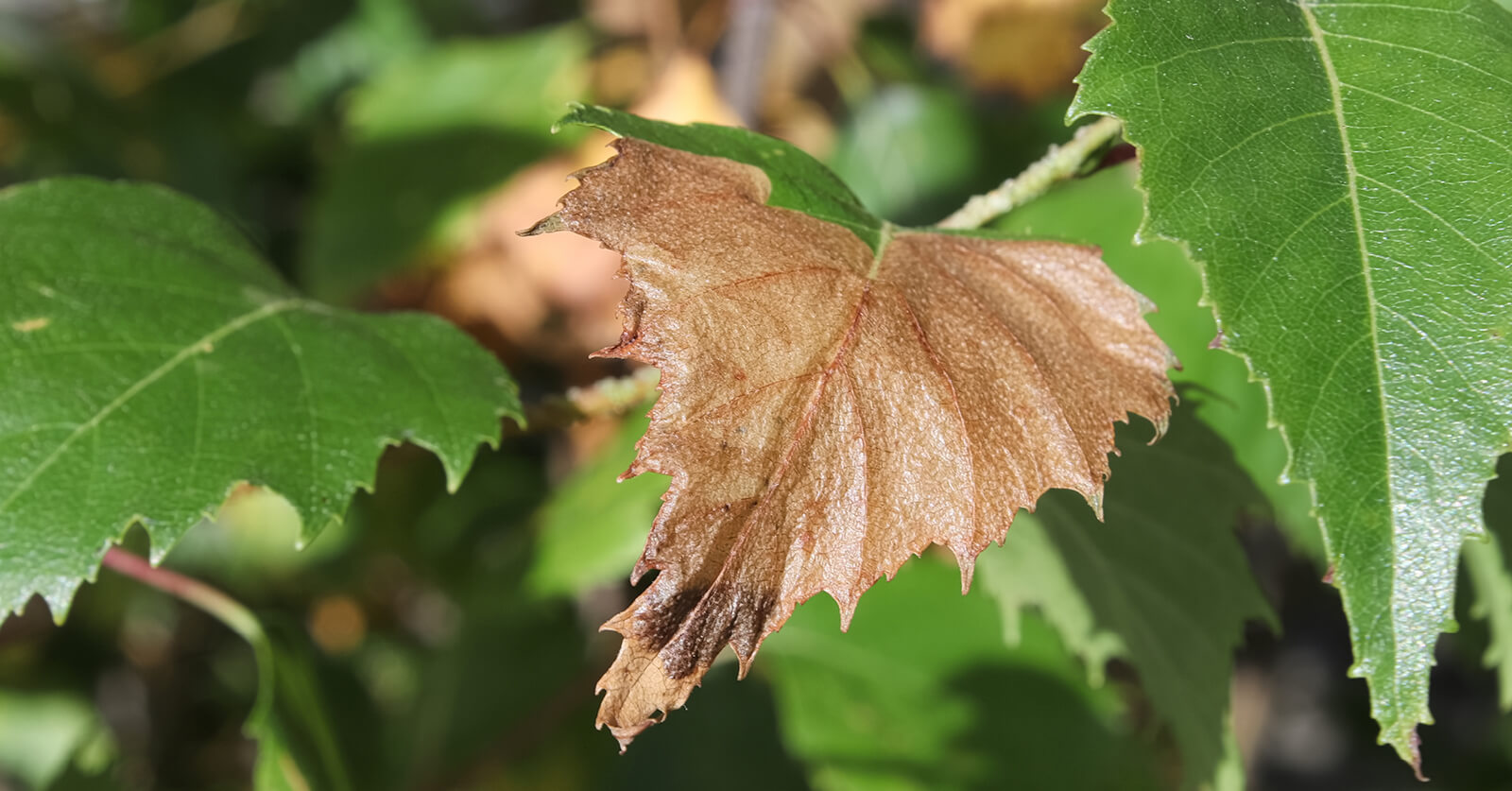 birch leafminer sample landscape plus