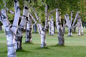 birch tree healthy landscape plus