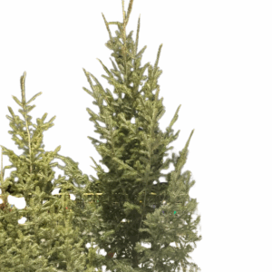 Christmas Tree: Douglas Fir