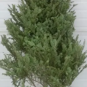 unsheared balsam fir by landscape plus