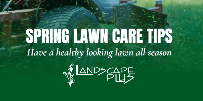 lawn care tips for spring