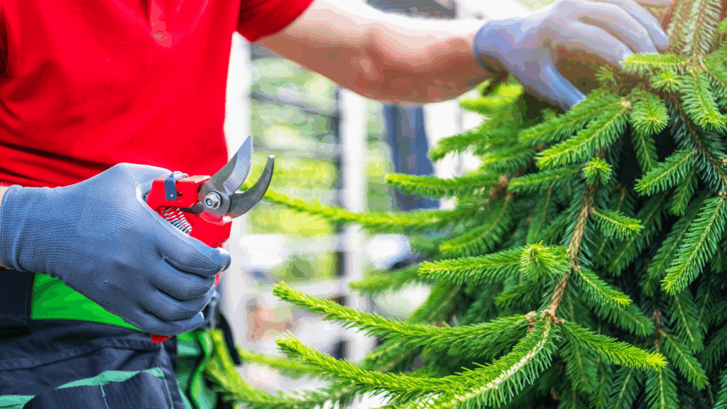 evergreen trees used in landscape design