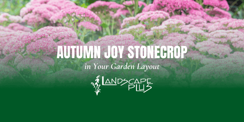 Autumn Joy Stonecrop garden layout