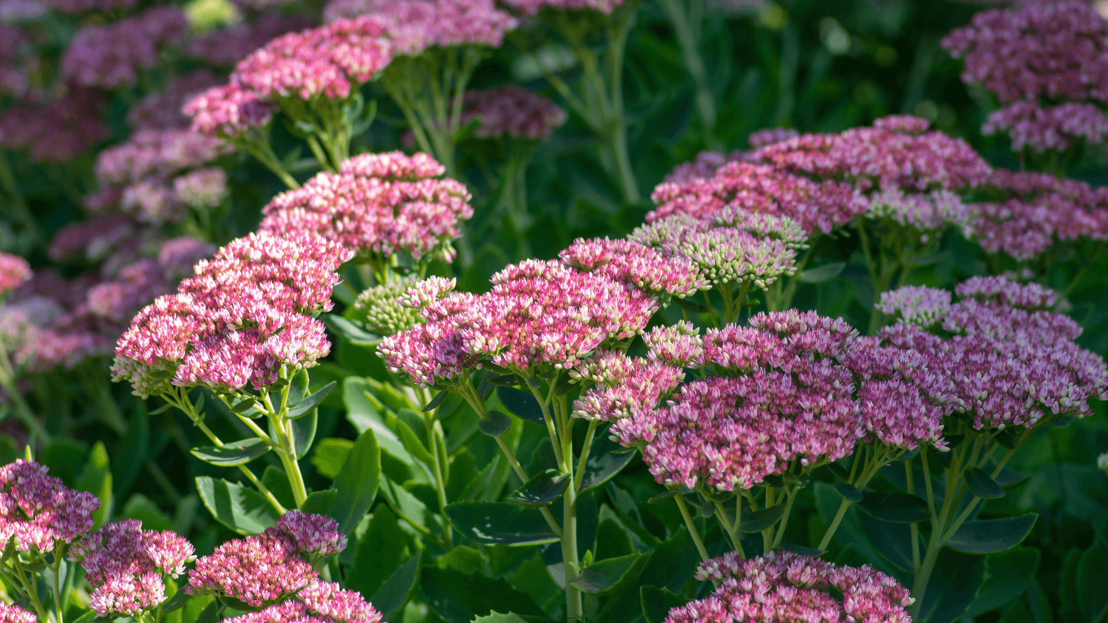 autumn joy stonecrop images for garden design