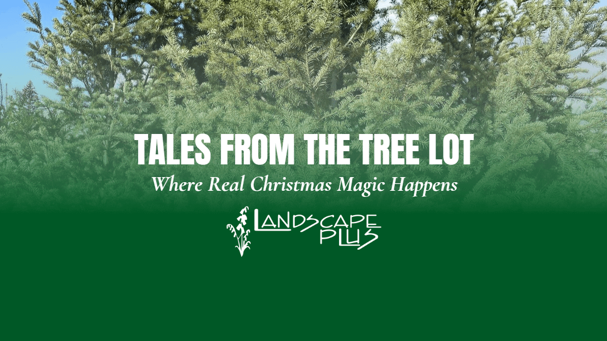 Tales from the Tree Lot: Where Real Christmas Magic Happens - Landscape ...